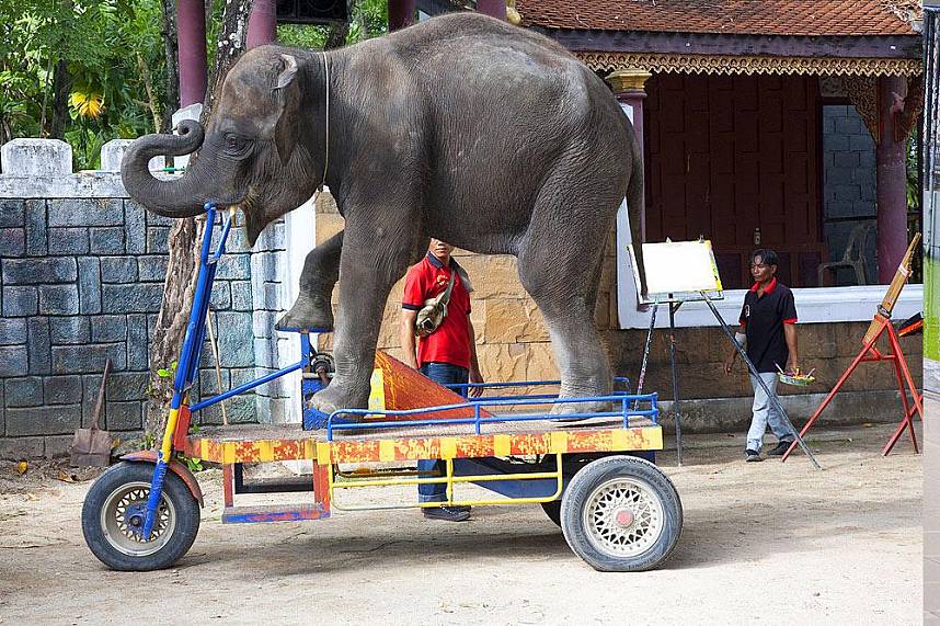Elephant show at Phuket Zoo