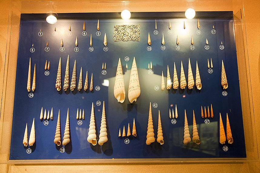 the Phuket Seashell Museum is close to Rawai Beach