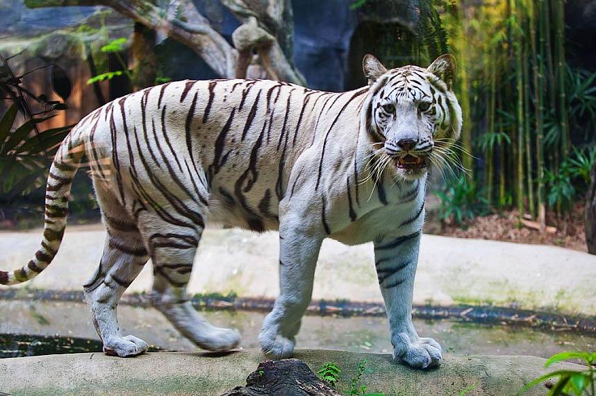 Close up with the Asian tiger at Khao Kheow Zoo Pattaya