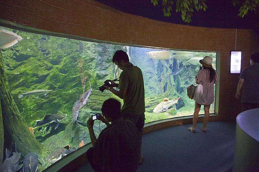Aquarium with fresh water fishes at Chiang Mai Zoo 