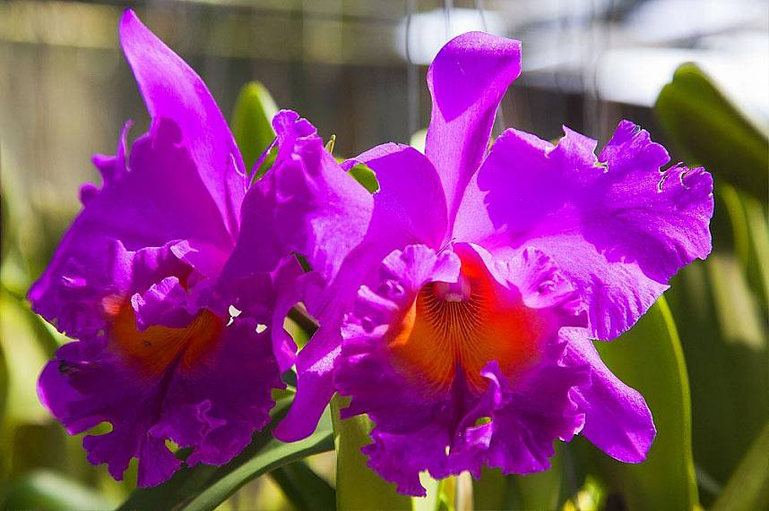 The beauty of these flowers is truly amazing - visit Phuket Orchid Farm