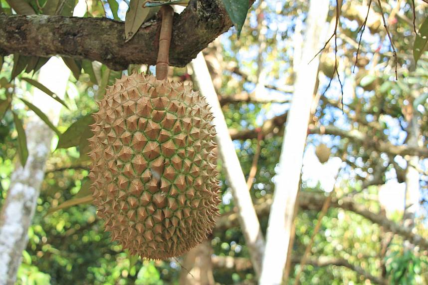 The king of Thai fruits is the Durian 