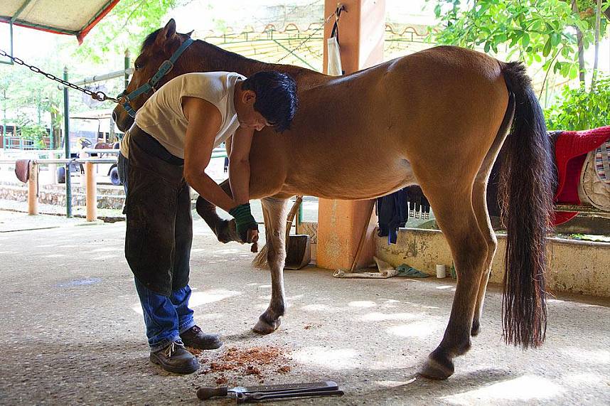 Learn to take care of your horse at Horseshoe Point Pattaya