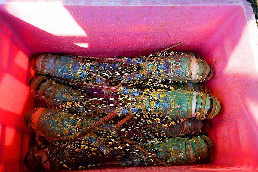 Fresh lobsters at Naklua Fish Market North Pattaya