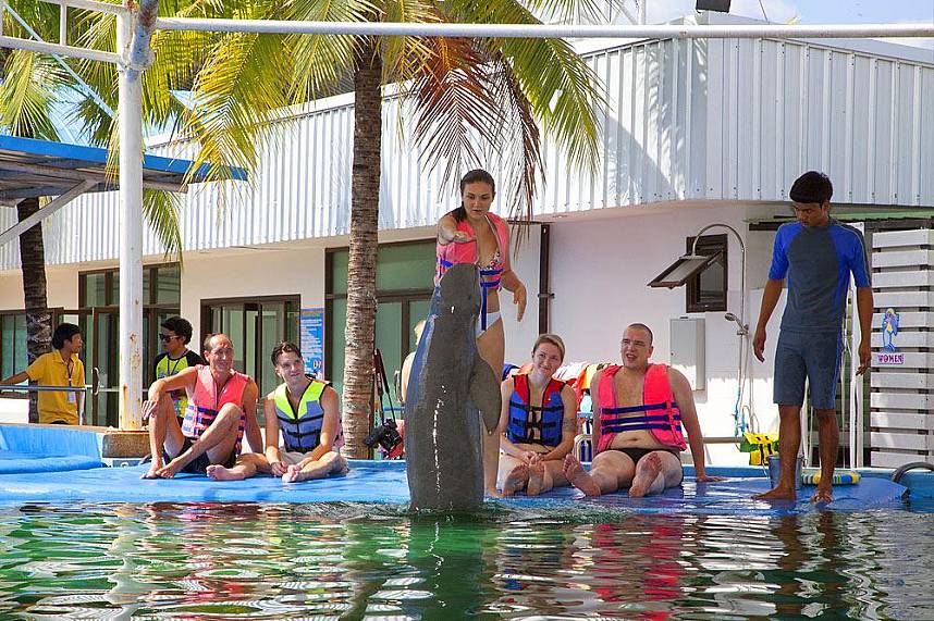 visitors watch closely the show in Dolphin World Pattaya 