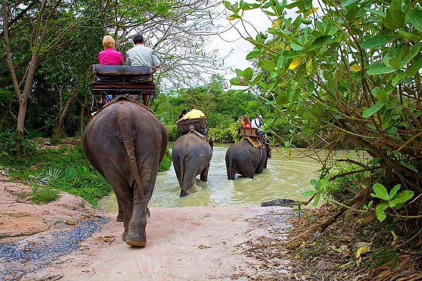 How about a family ride at Elephant Village Pattaya