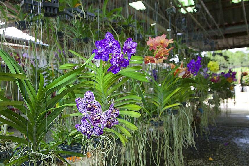 Magnificent display at Siriporn Orchid Farm Pattaya