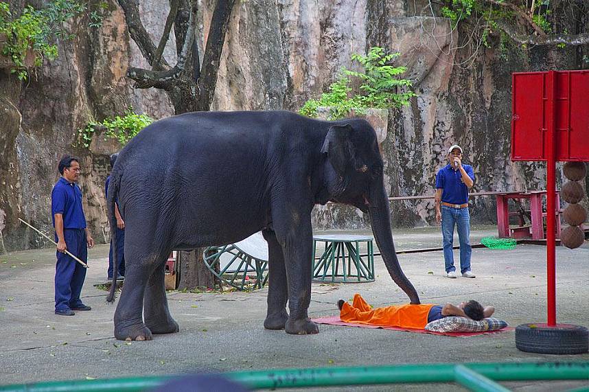 Elephant show at Sriracha Tiger Zoo Pattaya