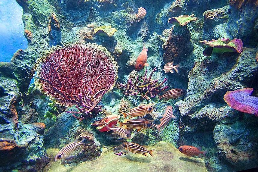 Amazing under water world at Phuket Aquarium