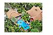 Villa avec piscine, jardin et palmiers - Pattaya